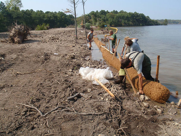 coir-log-installation-along-the-shoreline