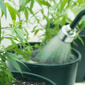 what-is-the-best-water-for-growing-cannabis-300x300