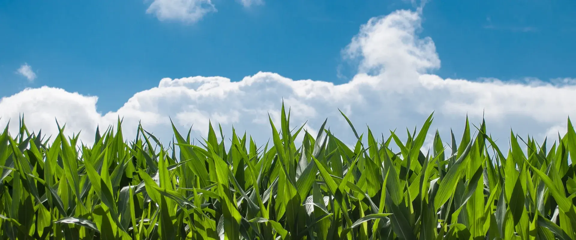 agriculture-hero-1920x800-032026