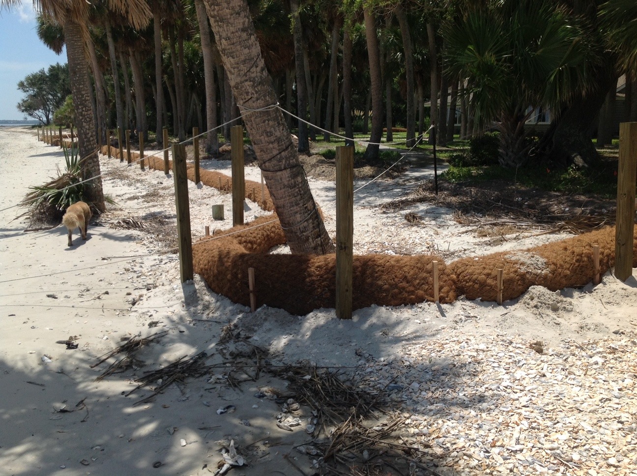 beach coir log for erosion control