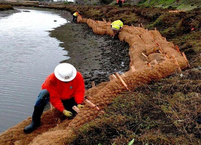 coir log installation along shoreline